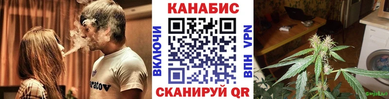 Конопля гибрид  Новая Ладога 